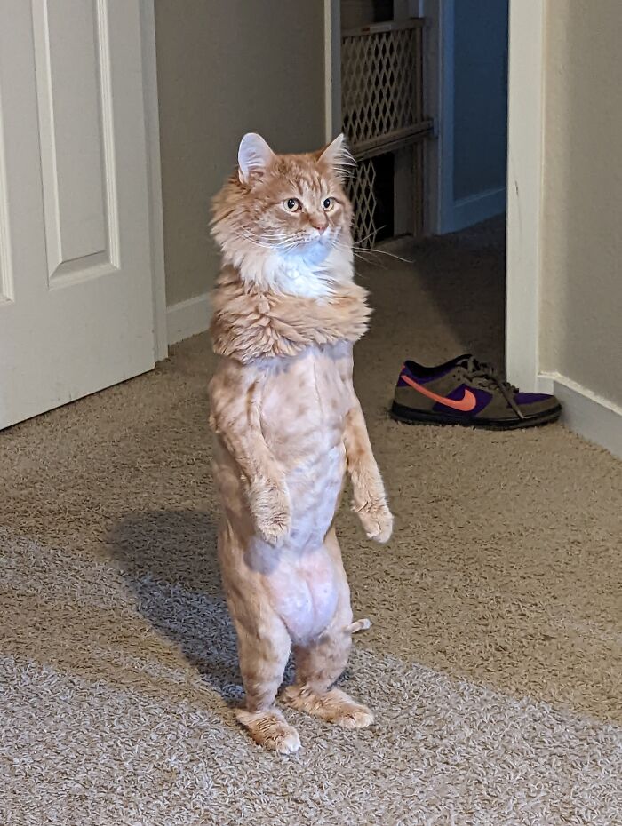 Mi gato se levanta cuando escucha campanas 