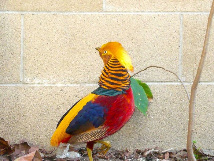 Por favor, identifiquen este pájaro que vieron mis padres en su jardín