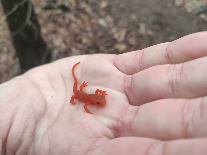 Encontré a este simpático tipo mientras hacía senderismo en Carolina del Norte, ¿alguna idea de qué tipo de lagarto es?