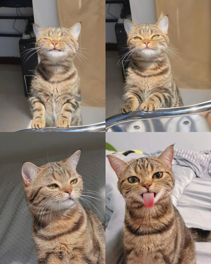 Nunca había visto un gatito así de expresivo