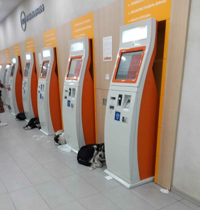 Bancos de Georgia (país) permiten que los perros se refugien del frío glacial