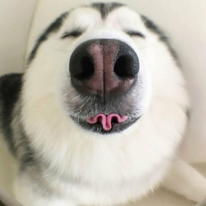 Primer plano de perrete con lengua rizada y hocico blanco y negro en toma divertida y adorable.
