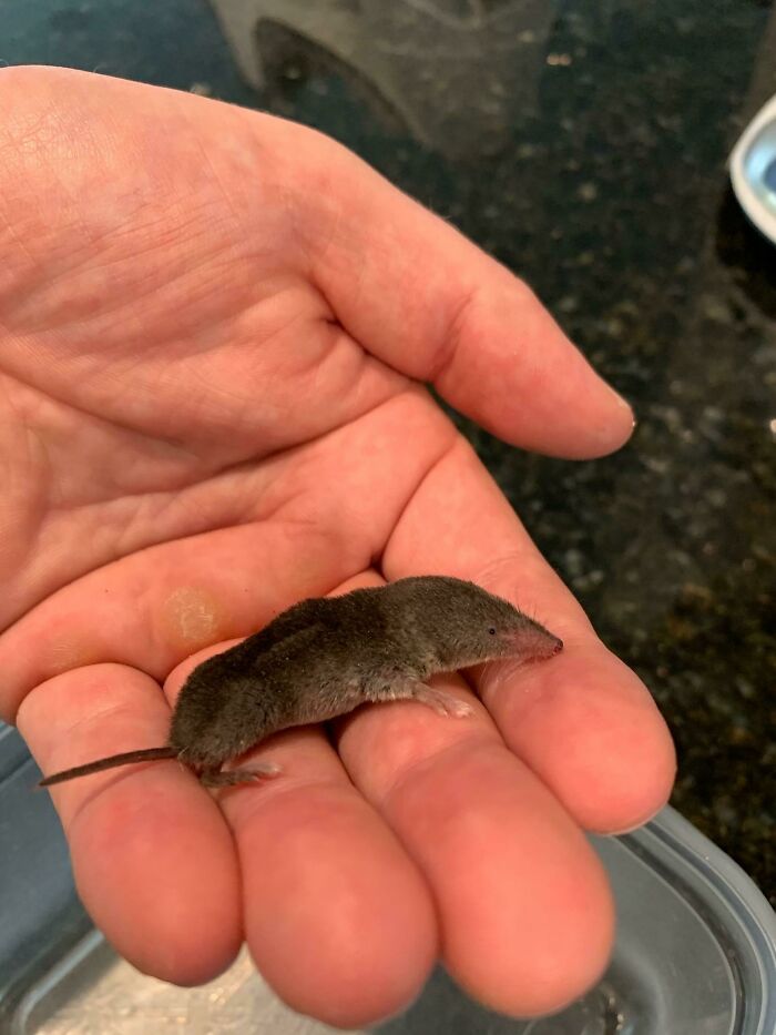 ¿Qué animal es este?