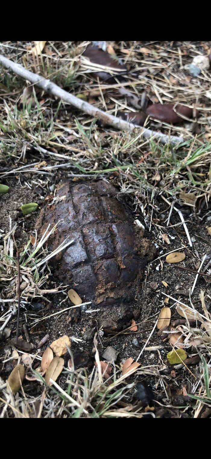 Encontrado por un amigo en su patio - Brisbane Australia