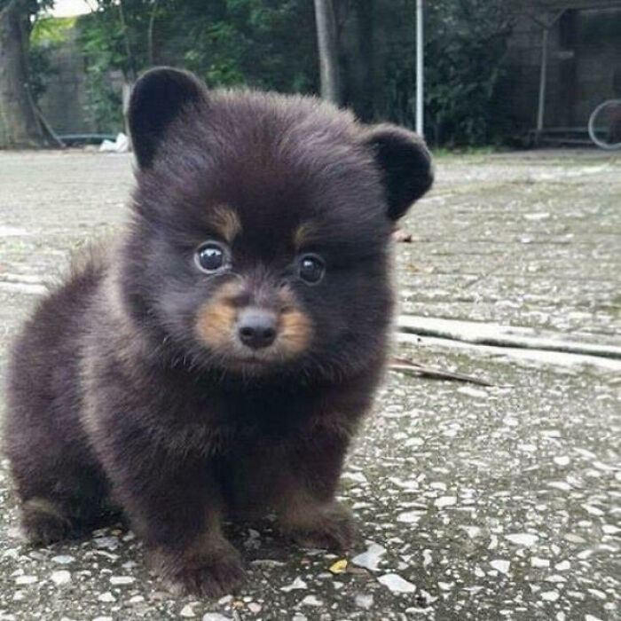 Cachorro pequeño y esponjoso con ojos grandes y expresión dulce, ejemplificando la ternura de perretes.