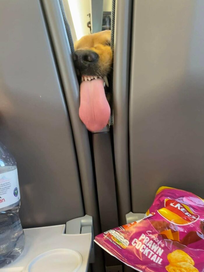 Parece que alguien en el asiento de delante puede oler las patatas fritas