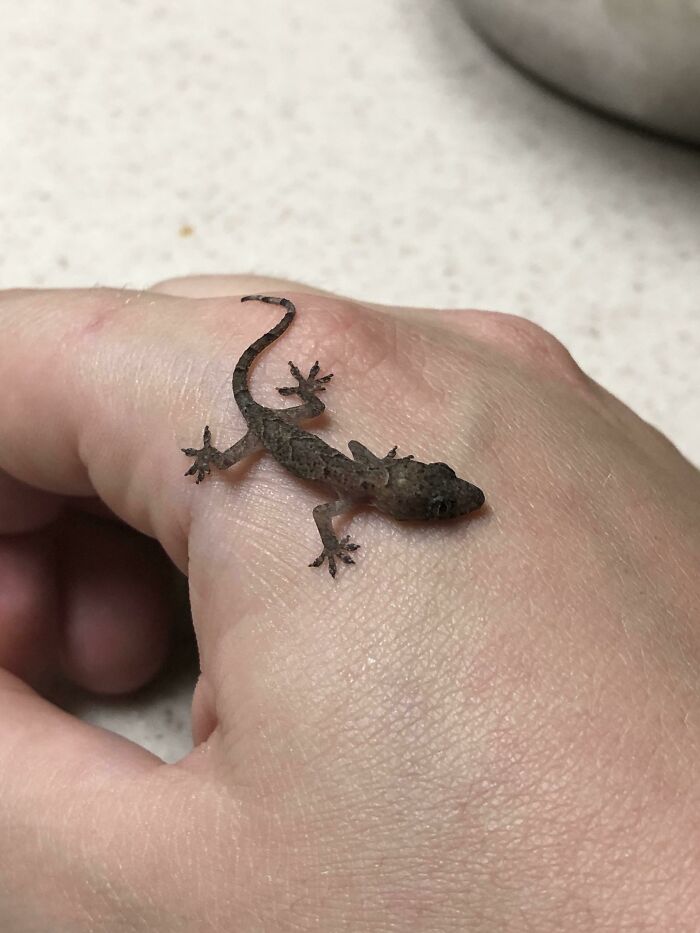 ¿Qué clase de lagarto es este? Se niega a dejar mi mano y no estoy seguro de cómo ayudarlo (vivo en Florida Central)