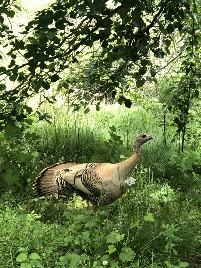 Sé que es un pavo, pero nunca he visto uno de este color. Al Oeste de Carolina de Norte