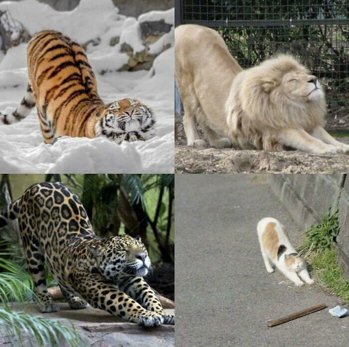 Felinos estirándose