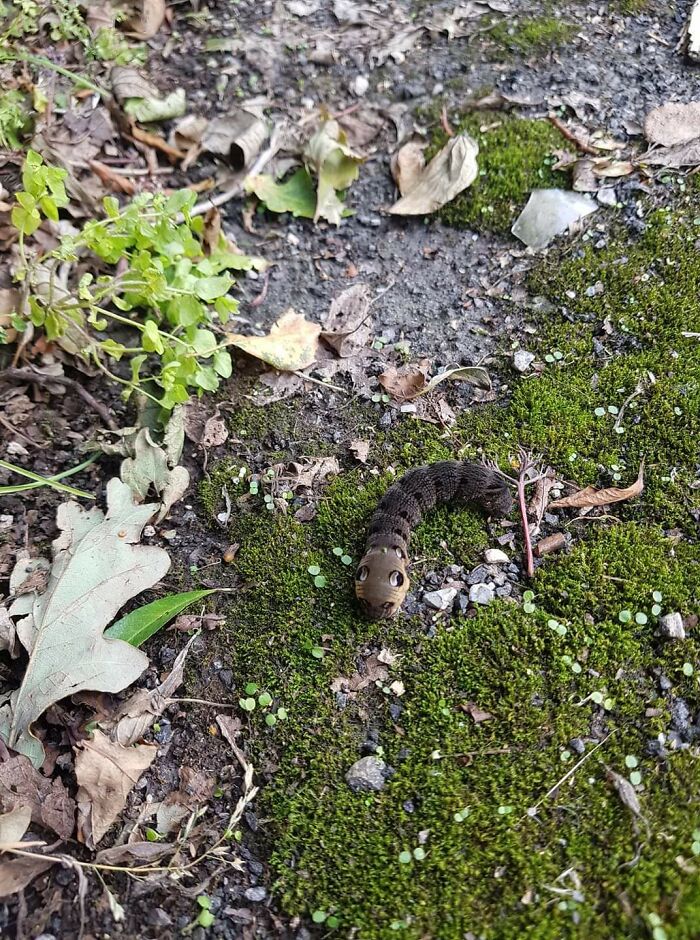 Una extraña criatura en el sur de Gales, Reino Unido