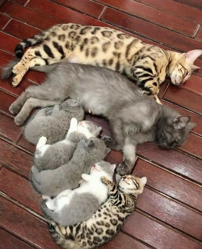 Familia