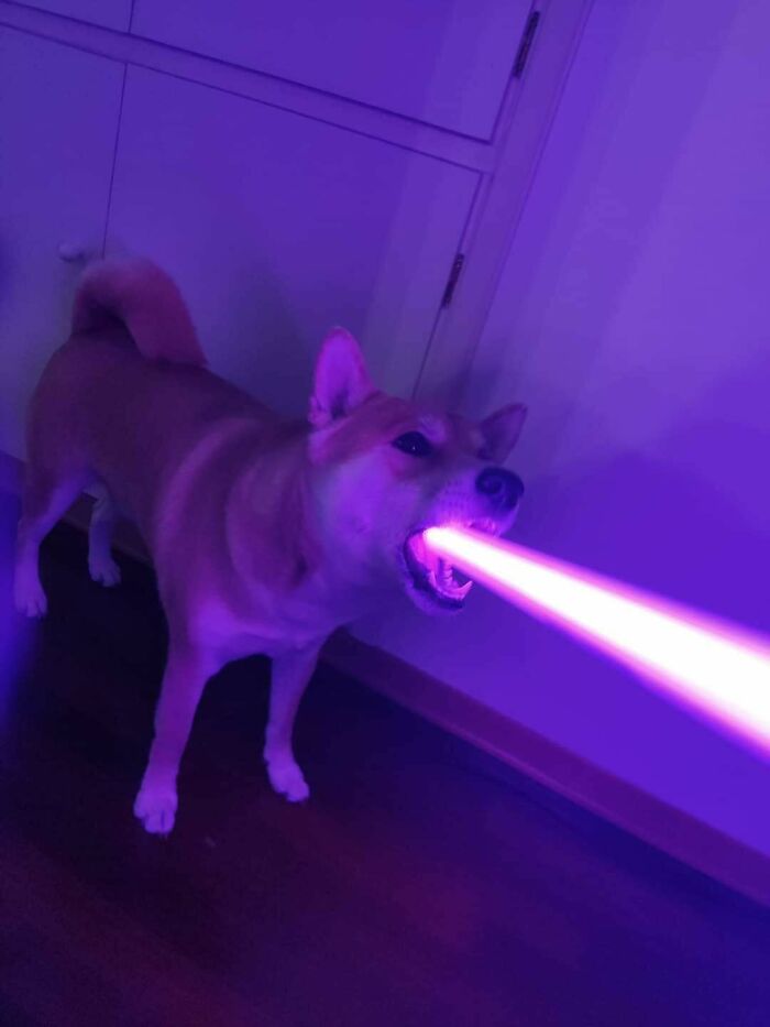 Coco mordiendo una espada láser de juguete, parece que dispara su rayo láser
