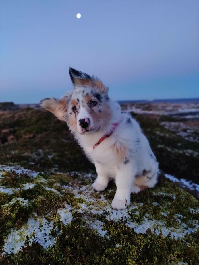 Cachorro de perrete con orejas levantadas posando en un paisaje natural bajo la luz de la luna.