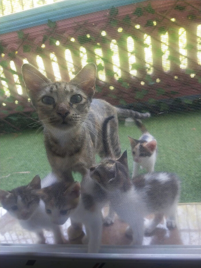 Una familia maulló en mi puerta y los adopté