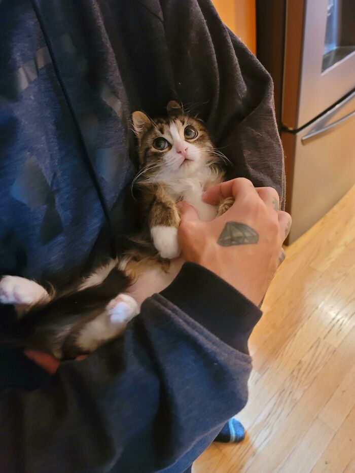 Adopté a esta dulzura