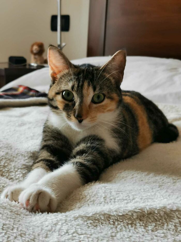 Nuestro primer gato desde que nos mudamos juntos. Adoptamos a Nati. Ella es muy dulce