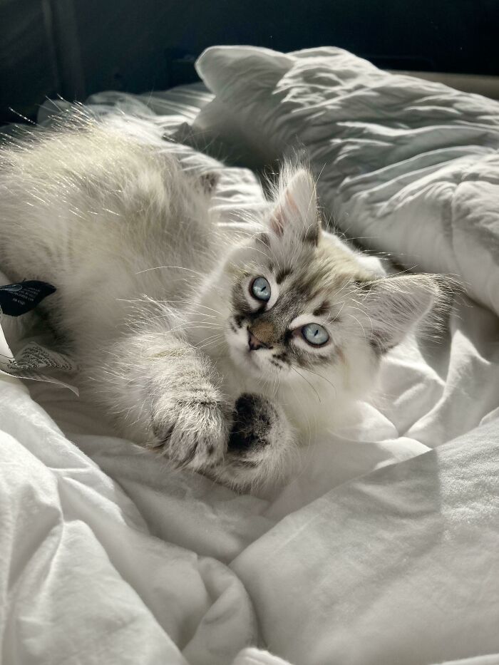 ¿Qué clase de gato he adoptado?