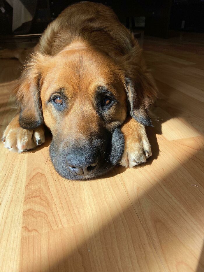 Adoptamos esta pequeña dulzura del refugio. Quiero decir, ¡mirad su cara!