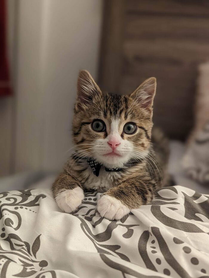 ¡Adoptamos al hombrecito más dulce! ¡Bienvenido a la familia, Gus!
