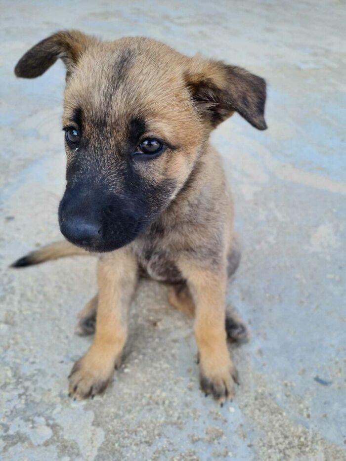 ¡¡¡Mirad a quién hemos adoptado!!!