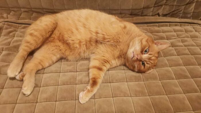 Tripod - Adoptado de las montañas, ahora es un gato doméstico