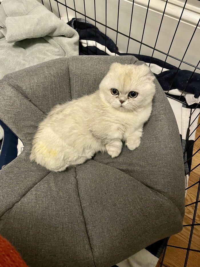 Os presento a Mochi, nuestro adorable gatito rescatado con tres patas, sin orejas y sin cola