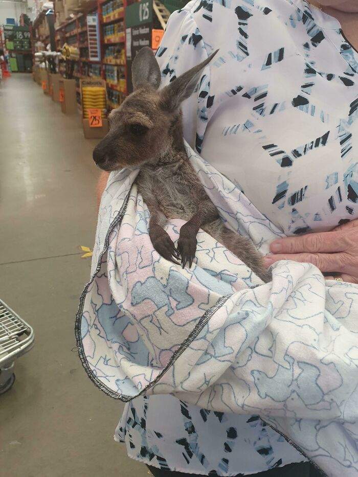 Cosas que no se pueden ver en otros países: crías de canguros en brazos en la cola de Bunnings