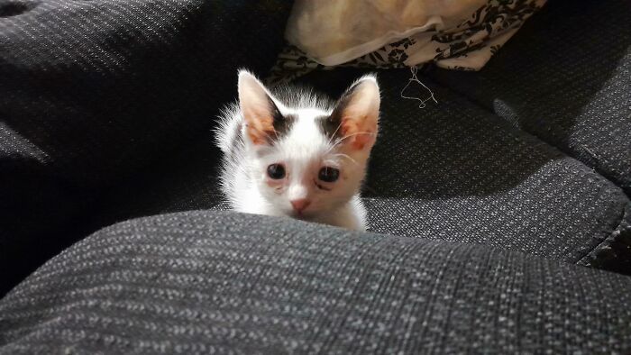 Hola, saludad a Paquito, mi bolita de pulgas rescatada de la calle, actualmente tiene los ojos enfermos pero pronto se recuperará, es un adorable gatito travieso al que le encanta jugar