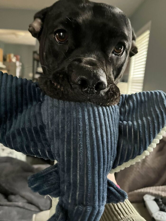 Hace una semana rescatamos a esta niña del refugio de animales. Su factor "Oooh" no ha hecho más que aumentar al ver cómo aflora su adorable y tonta personalidad