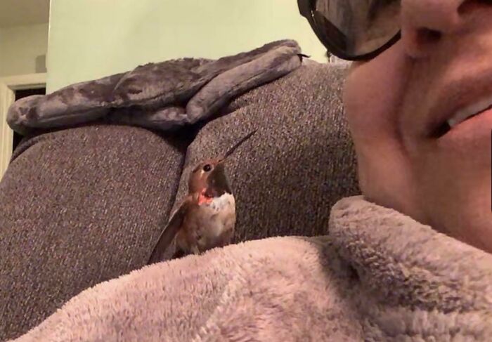 Mi tía rescató a un colibrí y ahora no quiere irse