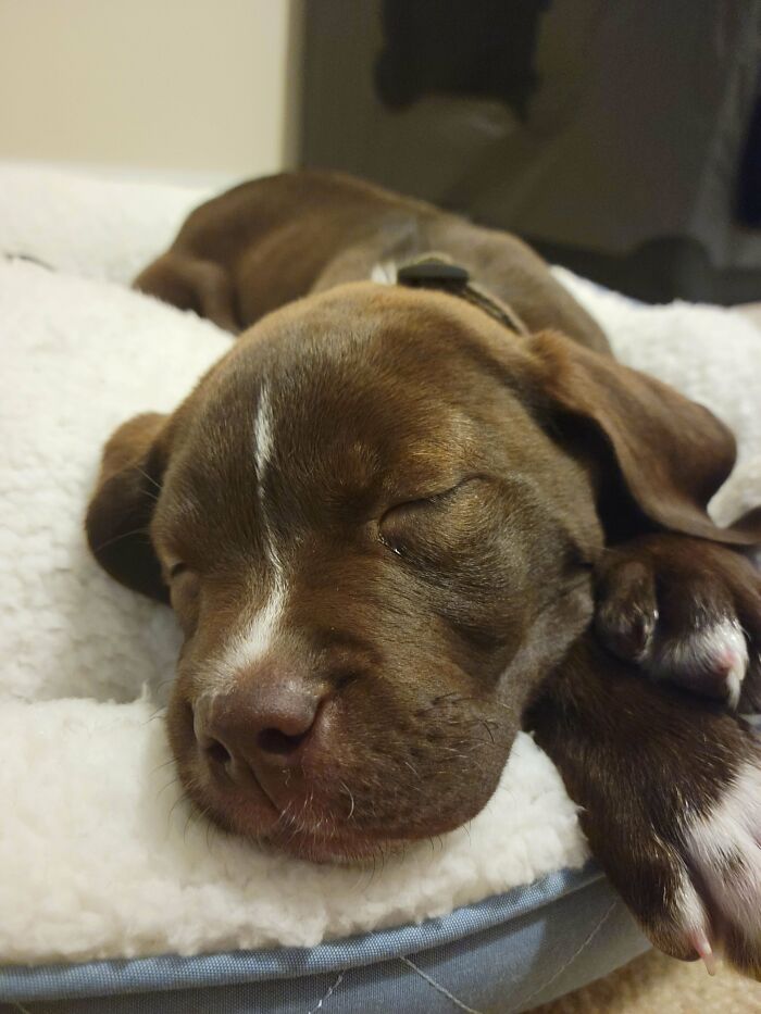 Nuestro nuevo cachorro rescatado, Otis