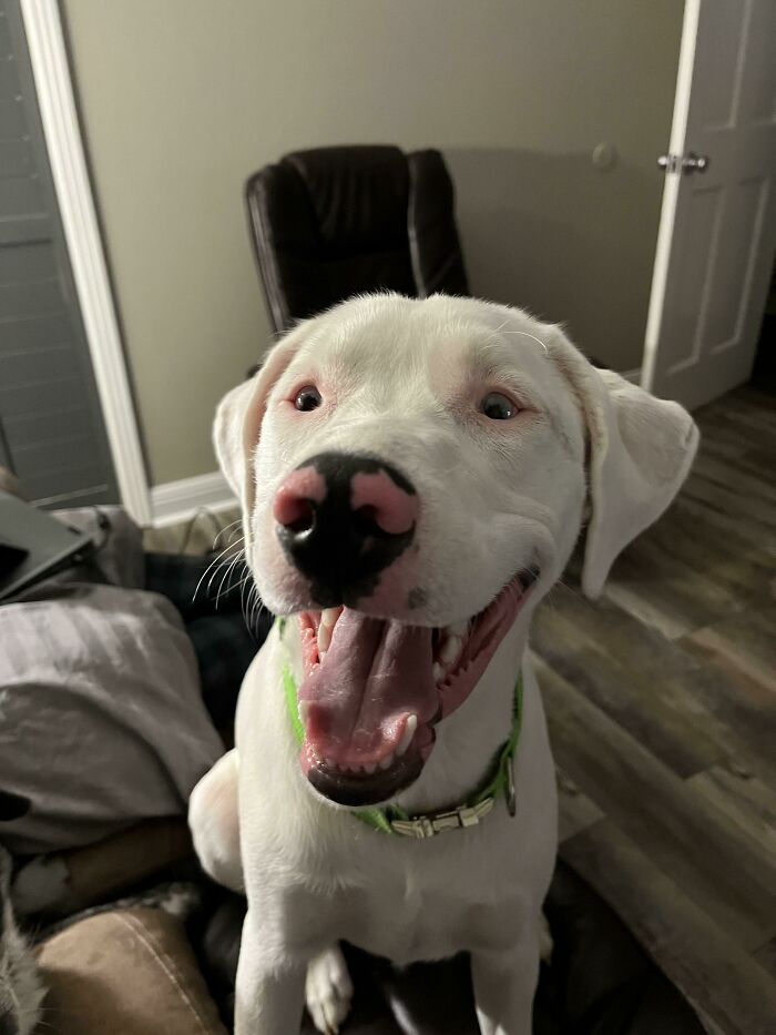 Mi nombre es Krypto y acabo de ser adoptado. ¡La vida es maravillosa!
