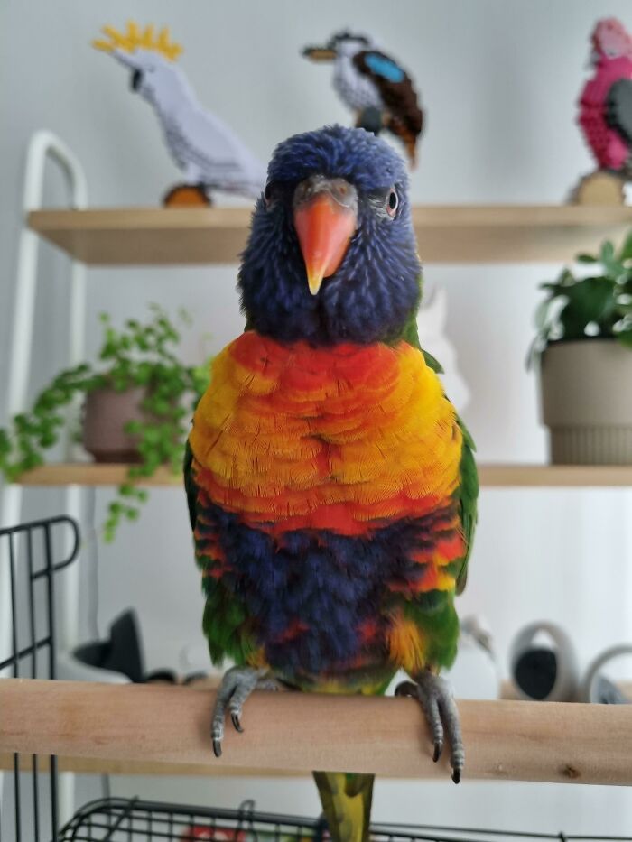 Mi loro arco iris rescatado el día después de adoptarlo