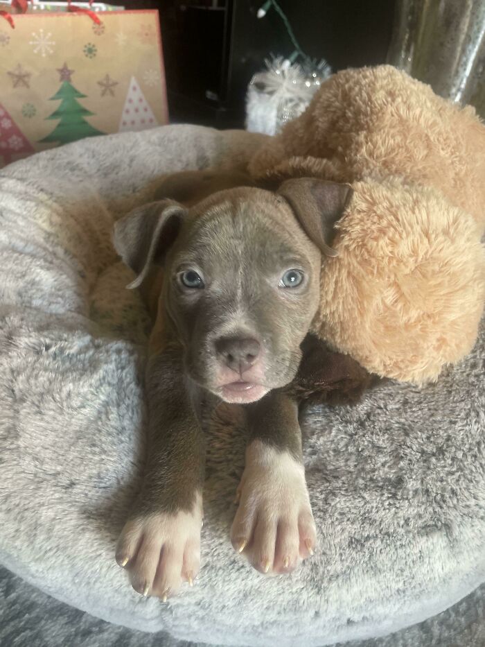 Acabo de adoptar mi primer cachorro y a mi primer pitbull y lo amo