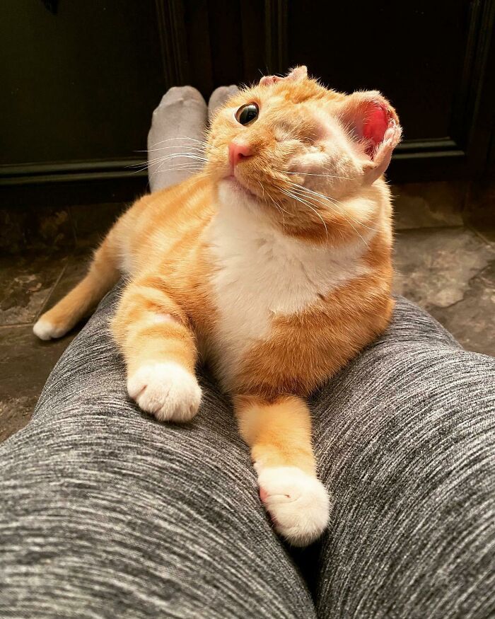 Hoy hemos adoptado a Klaus. Tiene un ojo, la mitad de las orejas y la cola parcialmente amputada, pero creemos que es un bebé guapo y perfecto