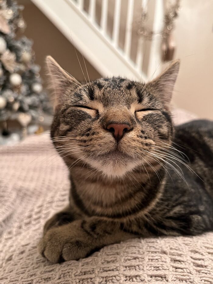Adoptamos un gato - ¡Aquí está Ava en su primera noche con nosotros!