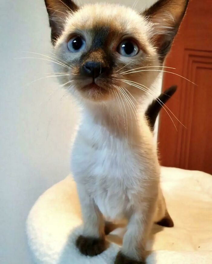 Este pequeñín fue adoptado por un amigo mío. ¿Qué opináis de él?