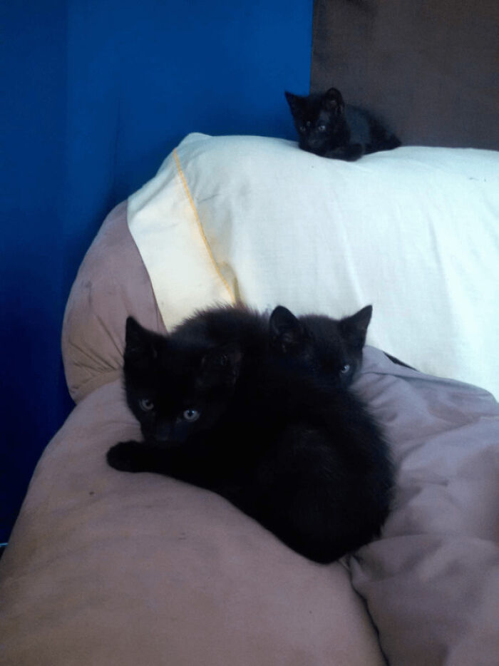 No podía decidir a quién adoptar, así que mantuve la familia unida y adopté a los tres