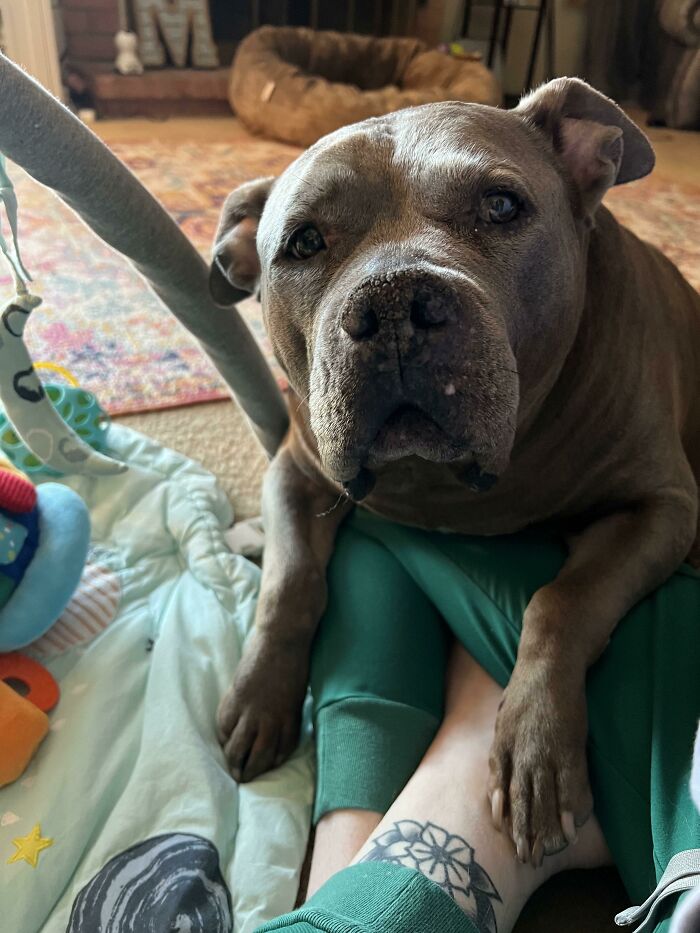 Aquí está nuestro hipopótamo de terciopelo que adoptamos hace un par de semanas. ¡Ella tiene casi 10 años y su nombre es Halo! Es una raza mixta de hipopótamo/manatí/perro