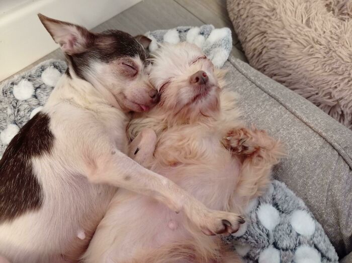 Adoptar juntos a estos 2 perros rescatados fue la mejor decisión que podría haber tomado