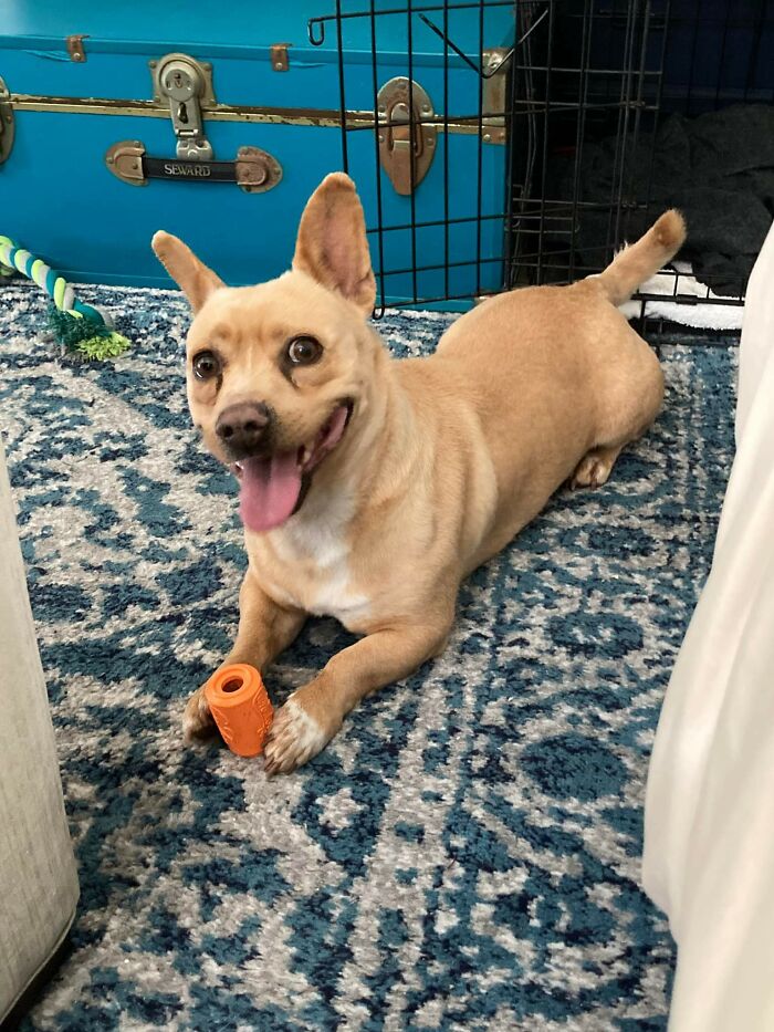 Mi novia acaba de adoptar un perro. Es la primera vez que prueba la mantequilla de cacahuete... le encanta