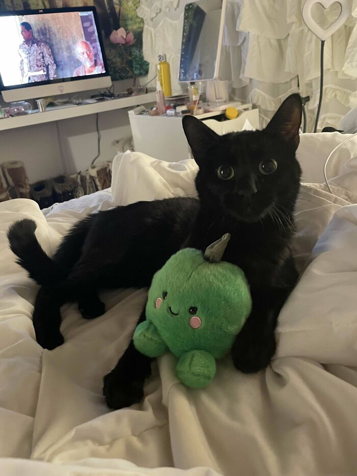 El gato callejero que he estado alimentando entró en mi casa hace unos días y nunca se fue
