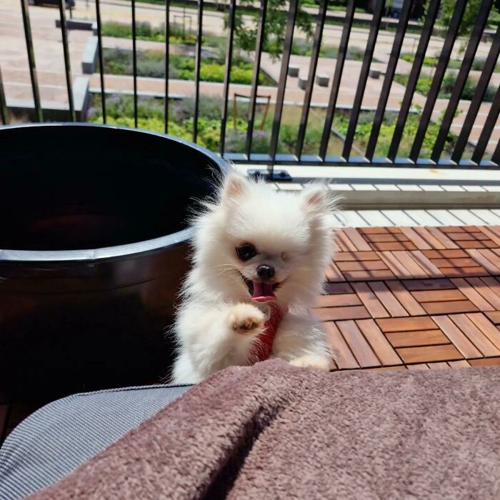 Poco después de adoptar a esta preciosidad abandonada, se convirtió en el bebé más feliz del mundo