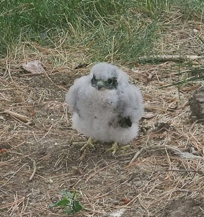 Encontrado en el patio trasero: Un halcón peregrino raro y en peligro de extinción, el ave más rápida del continente (La Comisión de Fauna y Flora Silvestres lo reunió con su familia)