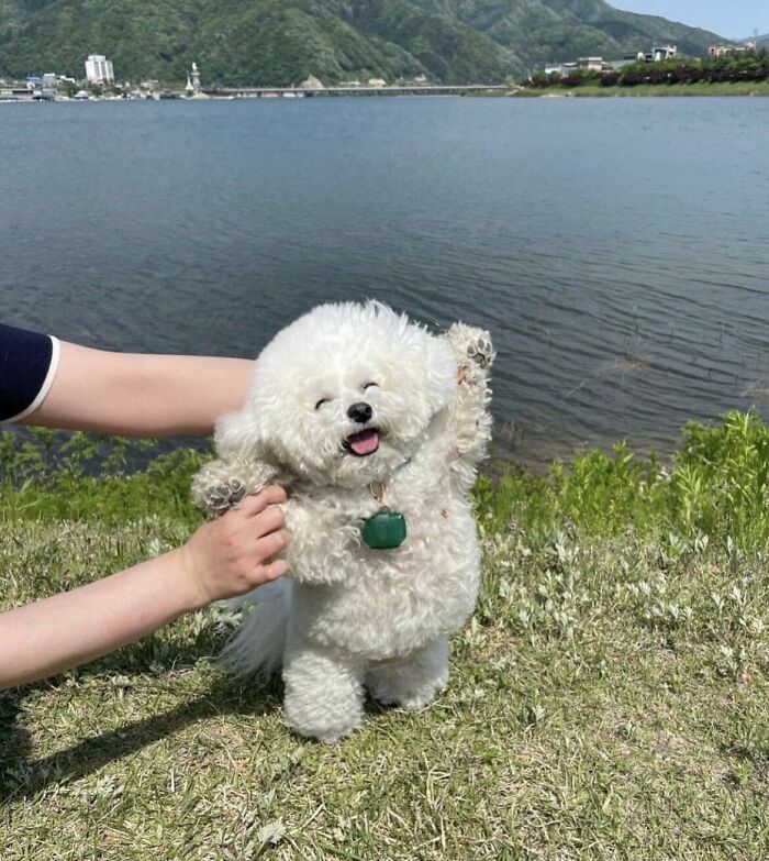 Encontré esta foto hace un tiempo. No sé por qué, pero me llena de alegría. El perro es tan feliz
