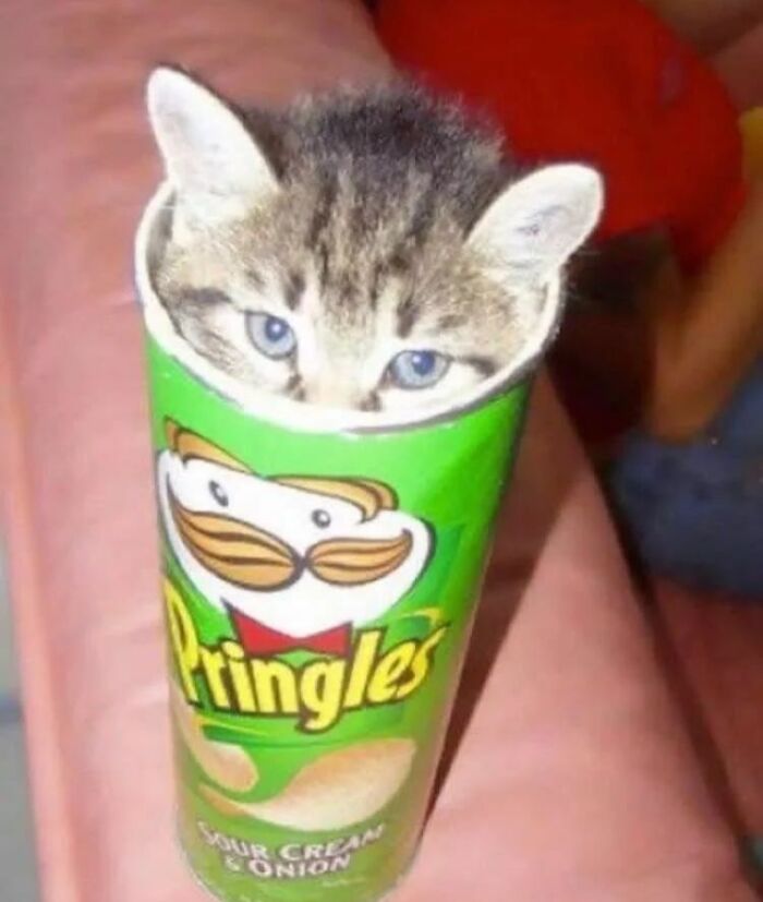 50 Hilarious And Bizarre Pics Of Animals “Where They Shouldn’t Be”