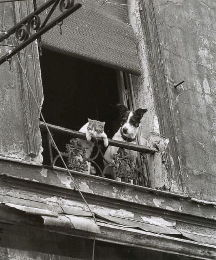 Echando un vistazo al drama del barrio entre 1950 y 1960 en Europa