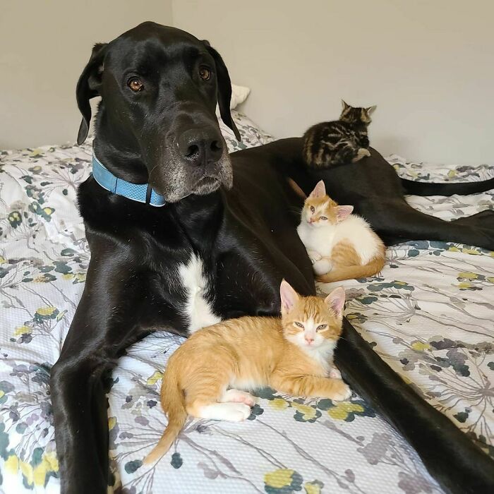 Corbin, el susurrador de gatitos, madre sustituta y padre de acogida. Es más feliz cuando está cubierto de gatitos