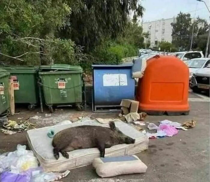 50 Hilarious And Bizarre Pics Of Animals “Where They Shouldn’t Be”