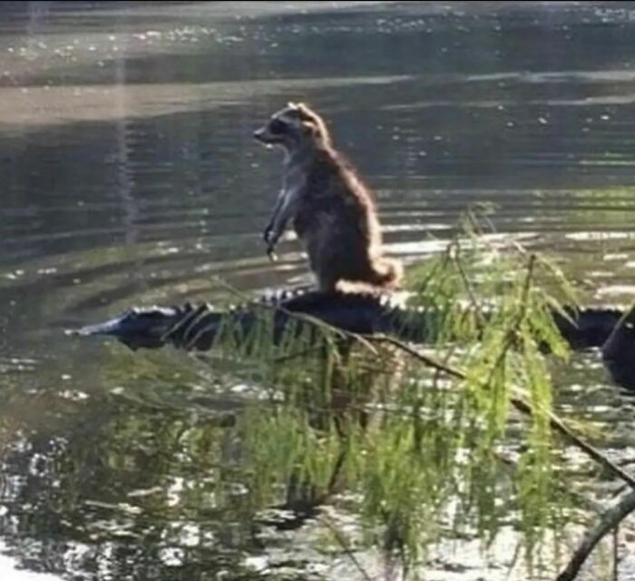 50 Hilarious And Bizarre Pics Of Animals “Where They Shouldn’t Be”